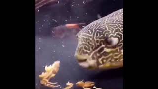 puffer fish eat crab