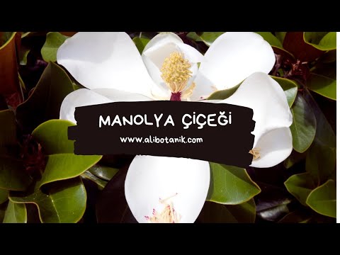 Manolya Çiçeği | Ali Botanik