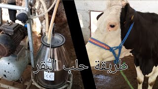 طريقة حلب البقر بألة الحليب العصرية 🐮👨🏾‍🌾