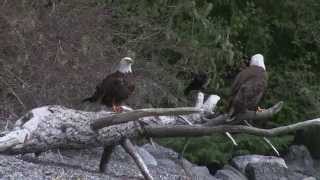 Eagle Swims with Salmon and Shares with Mate!