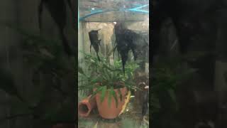 IMG aquarium fish2779