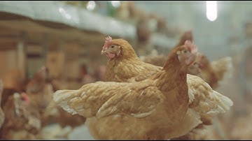 Rob Peffer: An Australian barn egg farmer