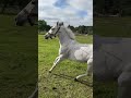 Horse Pretends Slip Didn&#39;t Happen