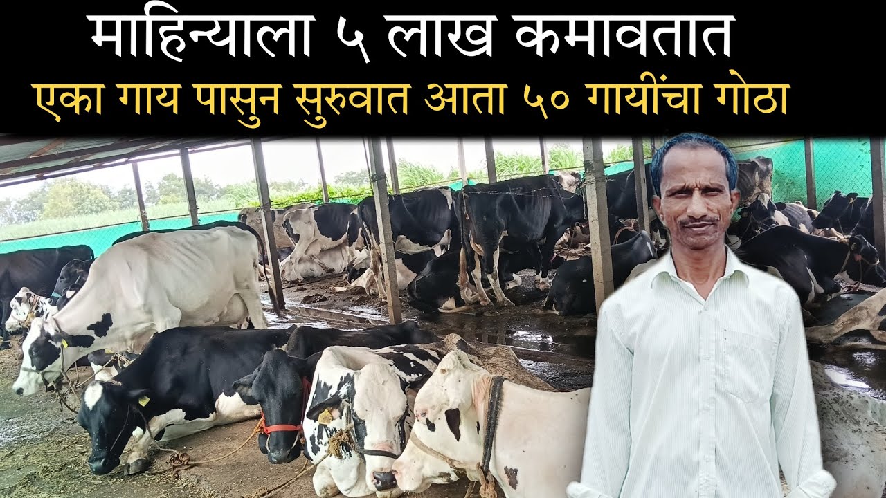 फक्त 1 गाय... आणि आता महिन्याला ५ लाखांची कमाई