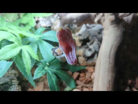 Precious the Royal Python yawns