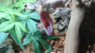 Celebrity Precious the Royal Python yawns Net Worth