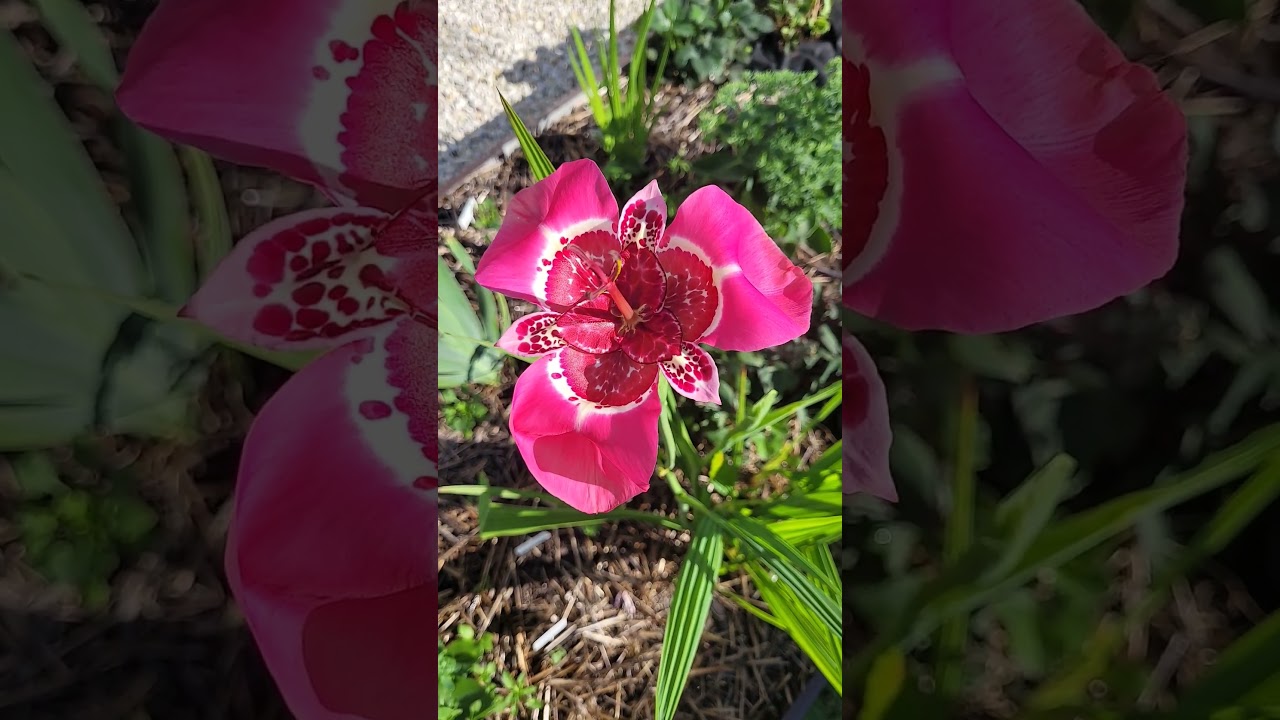 Тигридия-удивительный цветок