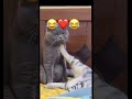 قط كيوت مخاصماه 😹 #cats #kitten #britishshorthair #cat #kittens