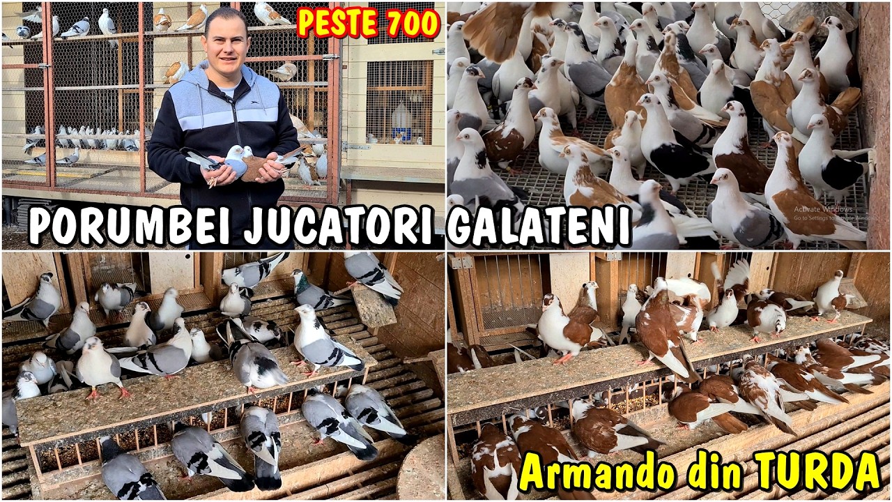 Viața la țară - peste 700 de porumbei gălățeni la crescătoria lui Armando din Turda - Cluj 😲🕊🕊