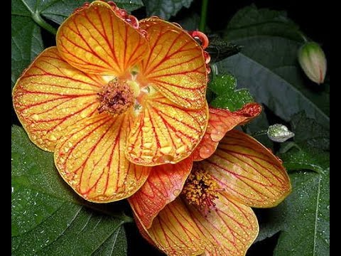 Video: Abutilon Ze Semen Doma (23 Fotografií): Krok Za Krokem Pěstování Hybridu „indoor Javor“ze Směsi Bellevue A Dalších Směsí