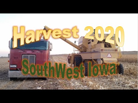 2020 Harvest in SouthWest Iowa New Holland TR88 Peterbilt Cabover