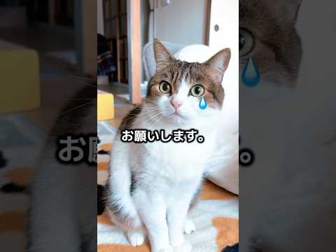 パパが優しすぎるとなんか怖いニャ🙀😱🤷‍♂️ #ねこ動画 #猫のいる暮らし #猫好きさんと繋がりたい #ねこ #ねこ部 #cat #shorts