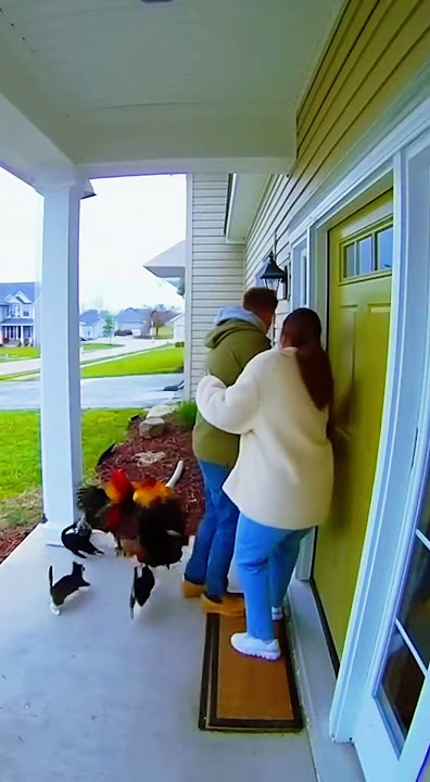 Roosters Attack!🐓😱#shorts