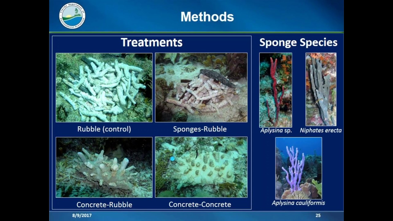 Sponge mediated Coral Reef Restoration, Brendan Biggs, FL Department of Environmental Protection