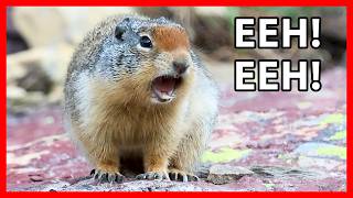 Columbian Ground Squirrel Calls and Sounds