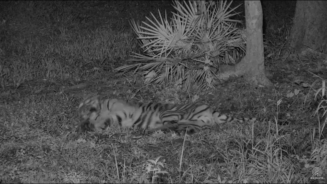 leopard print Frog Jumps Tiger in slow motion
