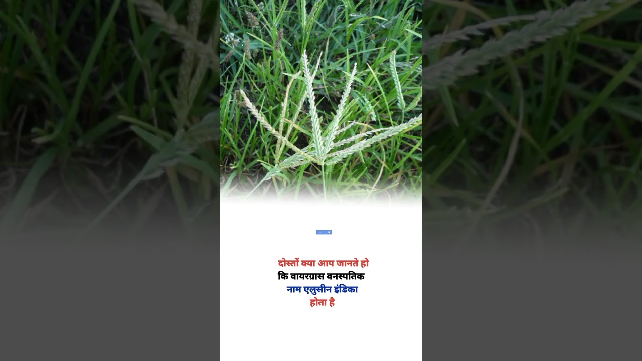 Goose grass botanical name 