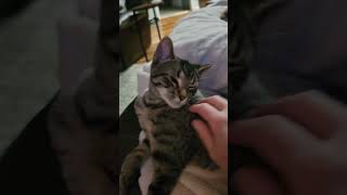 Grace LOVES attention!! SPCR kitten