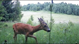 Wild Neighbours