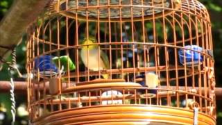 KONTES PLECI INTERNASIONAL