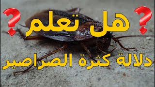 هل تعلم وجود  الصراصير في البيت وكيفية العلاج