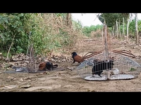 Tập.1075 Trở lại đồng nai gác bìm bịp 