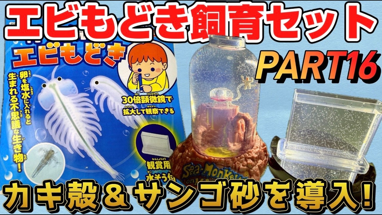 Trying to raise brine shrimp with a shrimp-like breeding kit