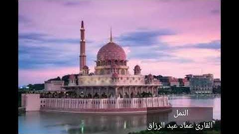 النمل القارئ عماد عبد الرزاق