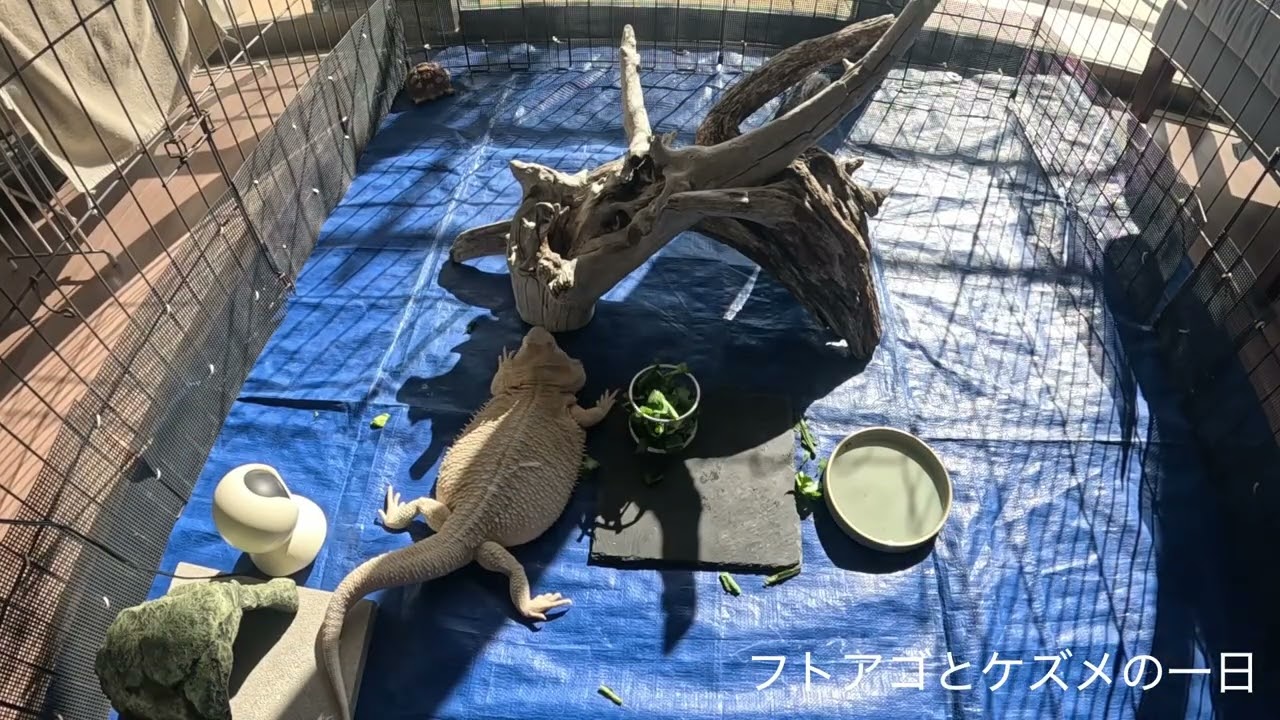 【冬の運動不足解消】フトアゴヒゲトカゲとケズメリクガメのリビング放飼いルーティン