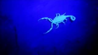 Scorpion Glows In The Dark