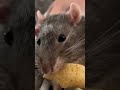 Rat boy Rodger