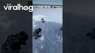 Dog Rides A Sled Downhill || Viralhog