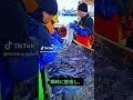 ヌタウナギの粘液を出す戦略が天才的すぎる