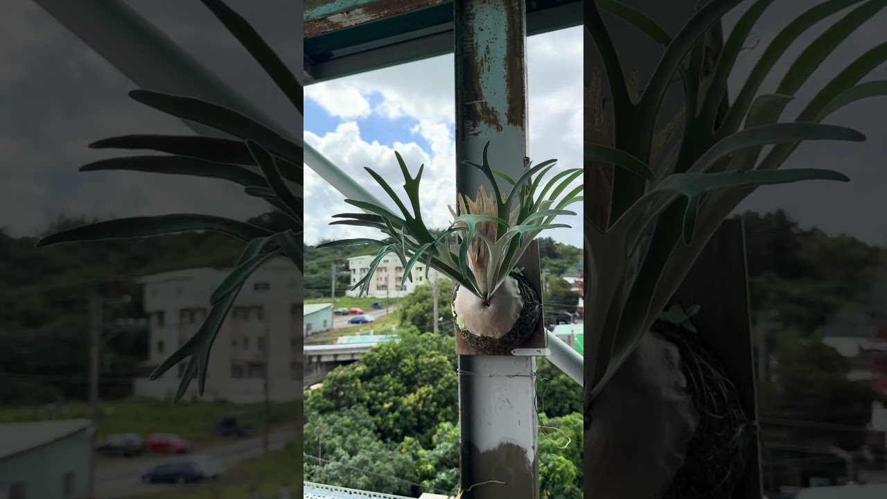 Platycerium veitchii cv lemoinei.檸檬鹿角蕨