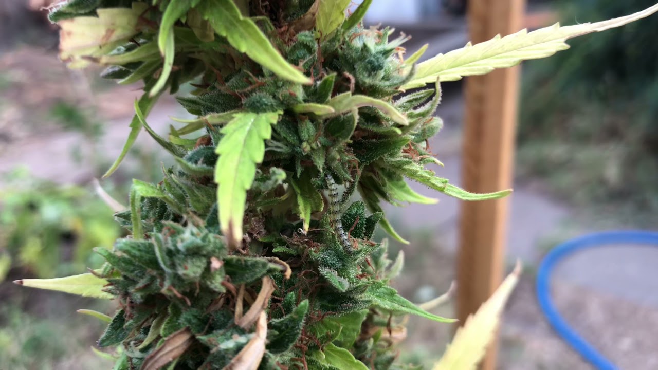 Removing Bud worm 🐛