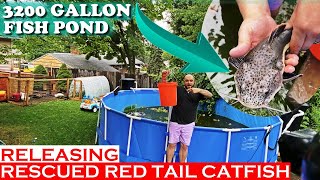 Releasing Rescued Red Tail Catfish Into 3200 Gallon Pond