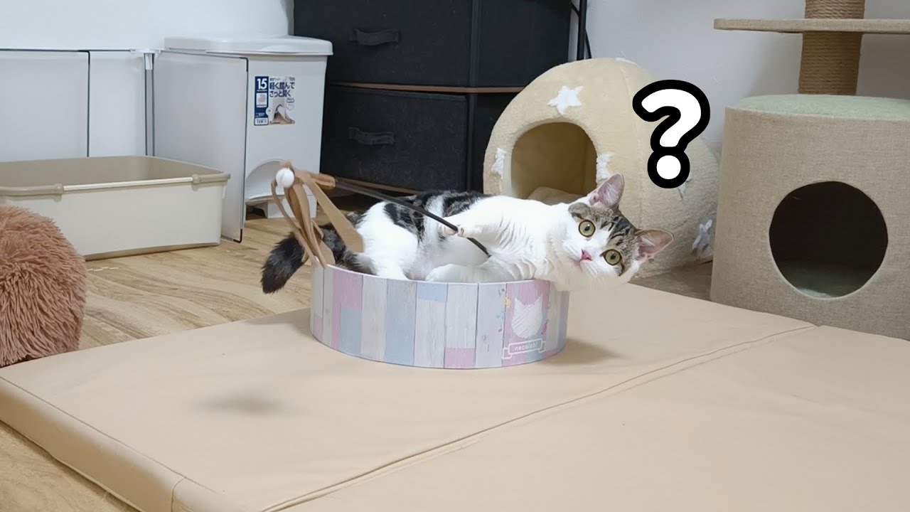 猫の爪切りが始まる直前の、妙に機嫌のいい猫・・・笑