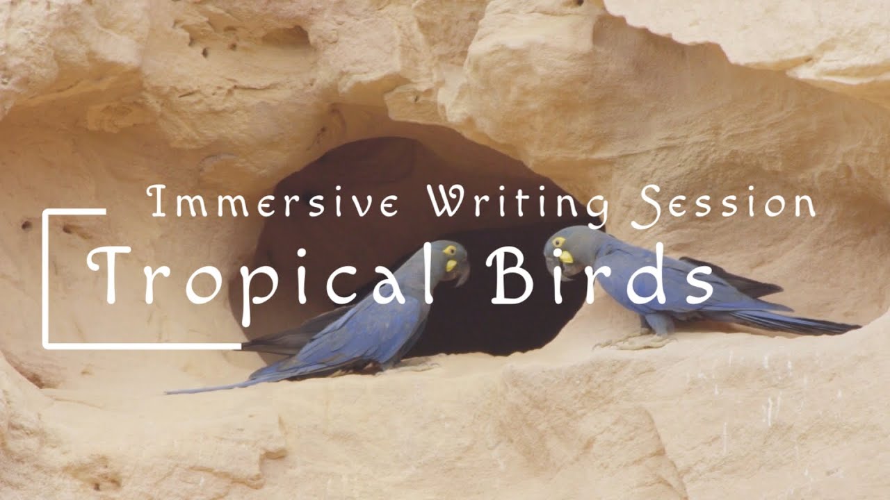 Immersive Creative Session & Parrot Ambiance for Focus