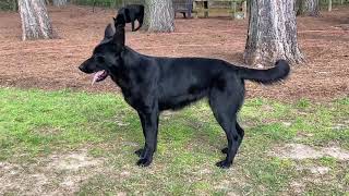 Female in HEAT flirting with Sergeant...Radiant Rachel the GSD
