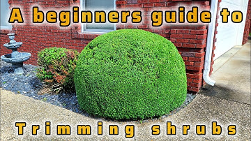 How to trim shrubs for beginners