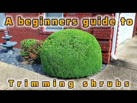How to trim shrubs for beginners