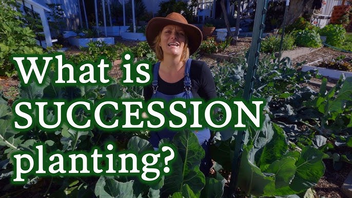 Mastering Succession Planting Optimize 2024