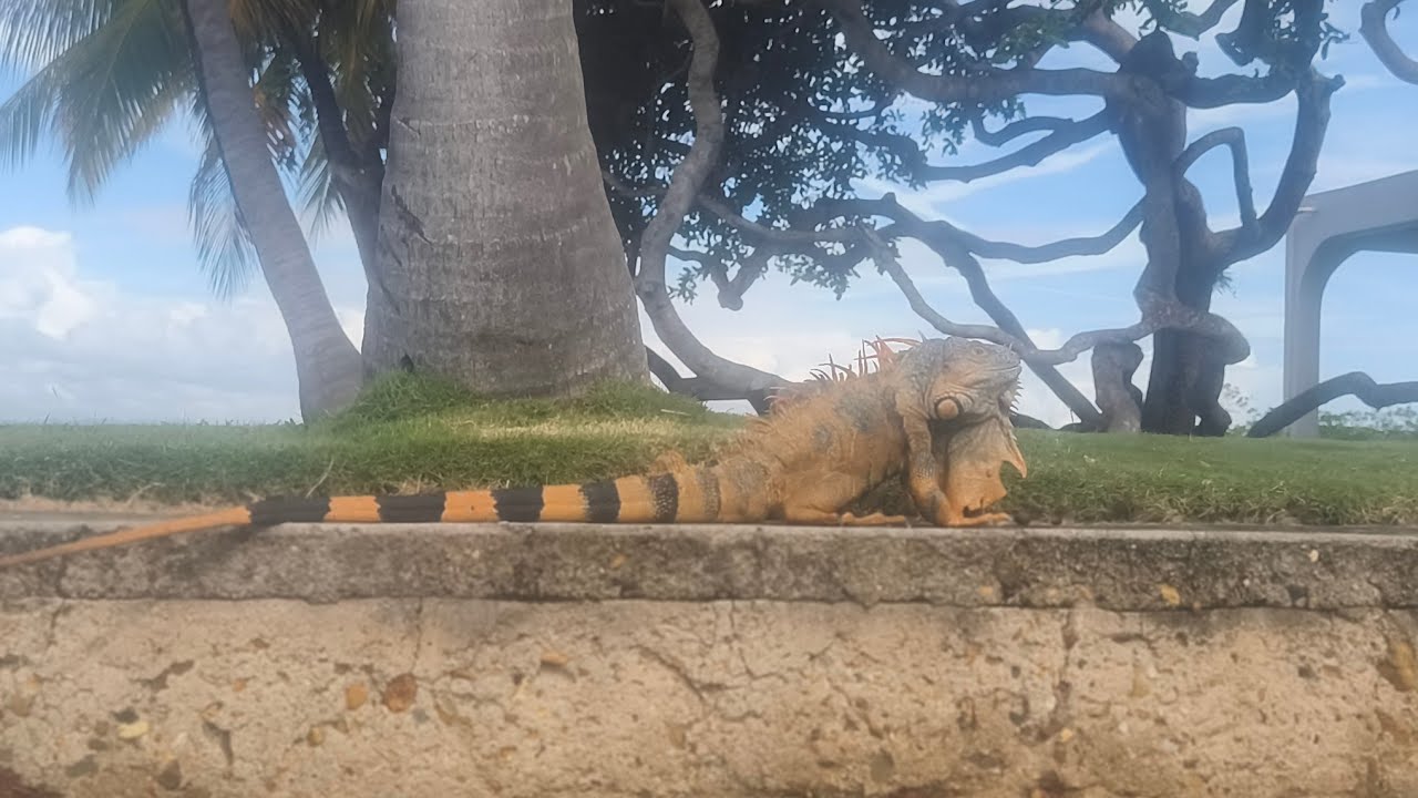 Belize 11.01.2026. Placencia. 