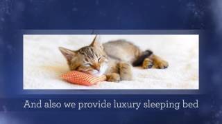 Purrfect Cat Boarding Services in West Palm Beach