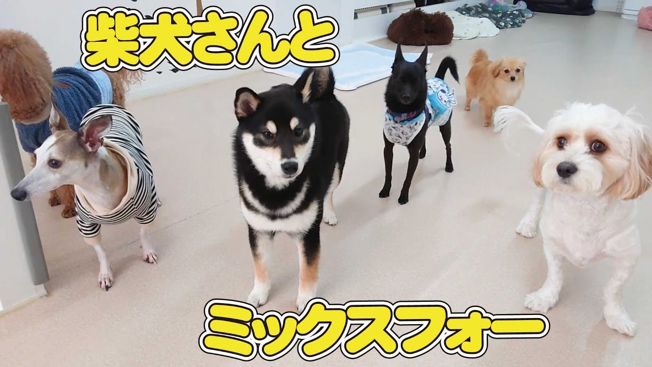 柴犬さんと四犬のミックス ひみつきちなう 2 柴犬 ミックス犬 チワックス チワピン チワワ トイプードル ポメラニアン キャバション ビションフリーゼ マルチーズ 22年4月2日 Youtube