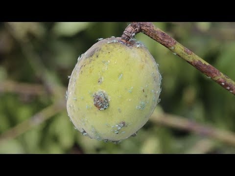 복숭아나무의 반전2 (Reversal of peach trees)