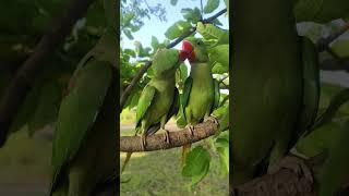 Alexander parrot video 🌳🦜#youtube #shorts #viral #trending #