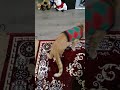 Simba S First Christmas Simba S First Christmas