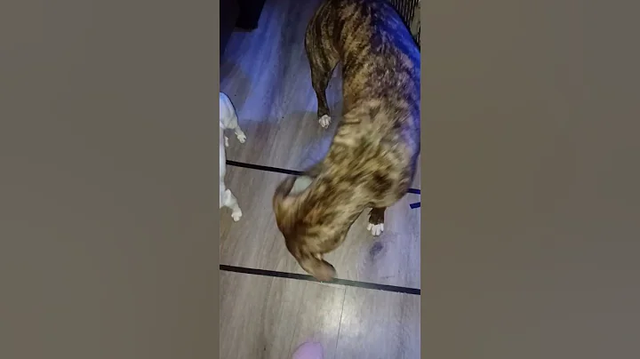Gigi wanted her toy