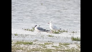 Schwalbenmöwe 29.8.2021 Am Oberen Stinkersee Illmitz, Burgenland, Austria